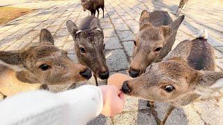 观光日本的奈良鹿公园 | 奈良公园 | ASMR