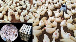 White Layer Poultry Farming For Eggs Business in Pakistan | White Layer Chickens | Dr. ARSHAD