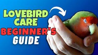 How to Take Care of a Lovebird: Tips for New Bird Owners