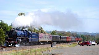 Steamrail's Morwell International Rose Garden Festival Train