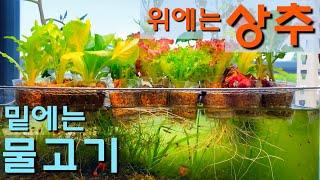 채소 + 물고기 같이 키우는 아쿠아포닉스 만드는 방법 / 무환수, 무여과 / 원스팜