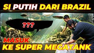 #EPS51 SI PUTIH ASAL BRAZIL MASUK KE SUPER MEGATANK