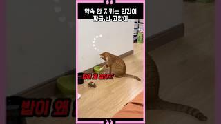 A cat is annoyed by a human who doesn't keep promises