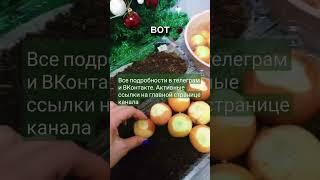 Зелёный ЛУК БЫСТРО корни за 7 дней #огород #дача #лукнаперо #зеленыйлук #овощи #рецепты
