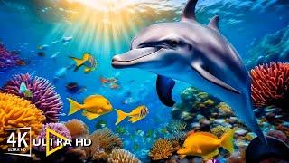 Ocean Blue Sea Vibrant Marine Life Stunning 4K Video | An Amazing Underwater World Awaits You