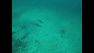 KFFK - Silvertip sharks and eagle rays