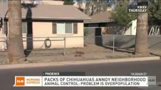 Pack of stray chihuahuas roam streets