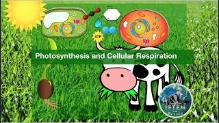 Photosynthesis and Cellular Respiration | How they work and cycle energy