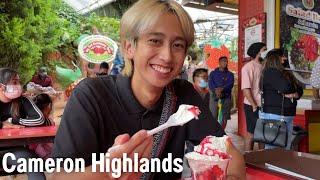 SWEET STRAWBERRY TREATS MADE US HAPPY | CAMERON HIGHLANDS