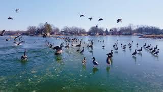 The Mallards and Geese of Menard County