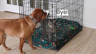 Dog Tries To Lock Up The Cat