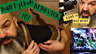 Ball Python Behavior: How to read your snake's body language