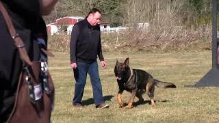 Kraftwerk K9 German Shepherd dog Obedient protection!