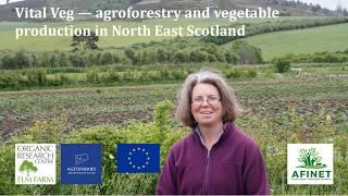 Vital Veg - agroforestry and vegetable production in North East Scotland