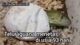 akhirnya telur iguana menetas di usia 93 hari | Alhamdulillah