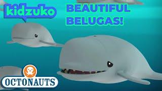 @Octonauts - The Beluga Whales | Full Episode 34 | @Kidzuko