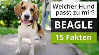 Ist ein Beagle der richtige Hund für mich? 15 Fakten über Beagles!