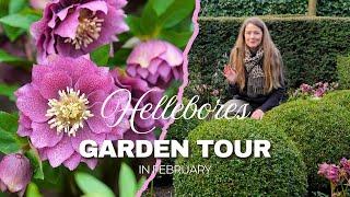 February hellebores garden tour, showing all my hellebores that are flowering. Bloopers at the end