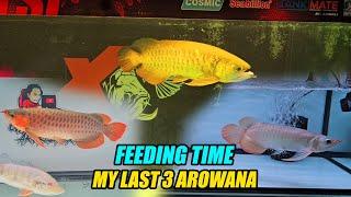 Feeding Time - My Last 3 Arowana