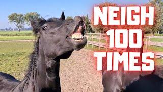 Neighing horses. More than 100 times | April Fools' Day | Friesian Horses