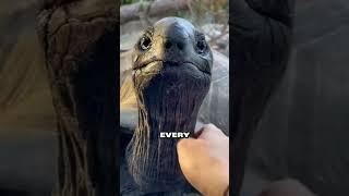 The turtle that lived for 120 years and was a symbol of love ️