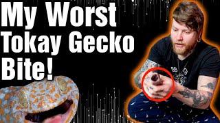 New Tokay Gecko Morph Gives Me The Worst Bite I've Ever Had!!! [Tokay Gecko Unboxing]