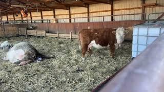 Calf Birth time lapse