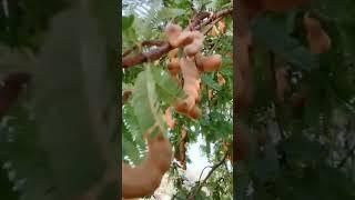 #shortsviral#trinding#Tamarind#املی#viral#youtubeshorts#channel#sport#agrivologs