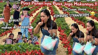 PANEN STRAWBERRY SEPUASNYA‼️KALAP MAKAN SAMPE KEMBUNG MUMPUNG GRATIS‼️