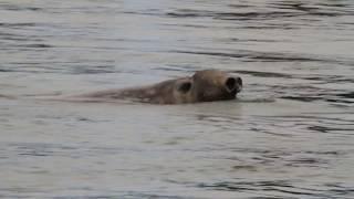 Foca Elefante - Mirounga leonina