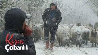 Shepherd in Winter | The Lambing Period Documentary 4K