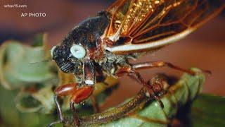 VERIFY: Blue-eyed cicadas are rare, but not worth $1,000