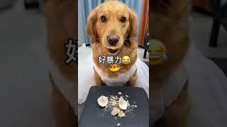 funny dog video  | The Dog Eats Songhua Eggs for the First Time  #video206 #shorts #dog