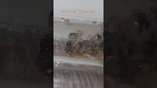 Lasius Flavus Colony