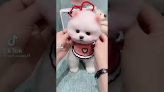 bé cún cute hông mọi người 