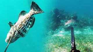 Spearfishing Grouper and Snapper in Belize | Hunting On The Great Barrier Reef