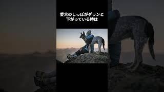 【犬の仕草に関する雑学】いろいろ役に立つ雑学 #動物雑学 #犬 #ペット #shorts