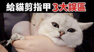 給貓剪指甲剪到合理長度就夠了嗎？90%的鏟屎官可能都做錯了！ How to Cut Cat's Nails