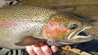 CENTERPINING MICHIGAN STEELHEAD - BOBBER DOWN