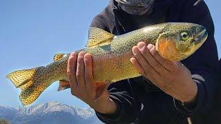 PB Wild Trout Owens River Fishing Eastern Sierras