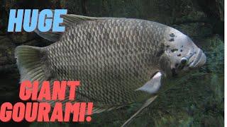 GIANT GOURAMI CARE GUIDE: NATURES MYSTERY FISH