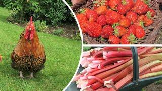 Meet The Chickens, Cleaning And Feeding Rhubarb