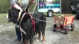 Ina Hoffmann trainiert Berner Sennenhund als Bollerwagen-Zugtier