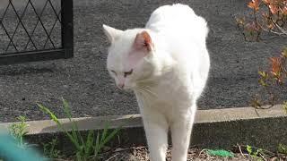 【20200322春日部共栄】春日部共栄の猫ちゃんたち