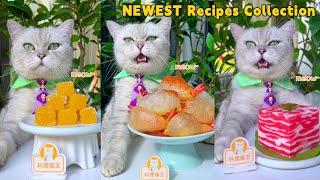 Chef Cat's Newest Yummy Recipes, Let’s Check It Out! | Cat Cooking Food | Cute And Funny Cat