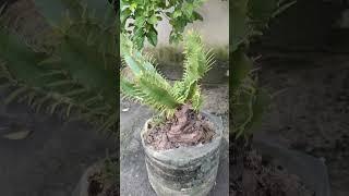 adenium, caudex,bonsai #caudexplants #adenium #nature #cnnnews #birds