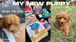 GETTING MY NEW MINIATURE POODLE| FIRST 72 HRS VLOG | Puppy haul + Potty training + MORE 