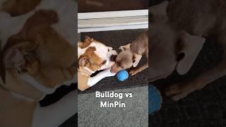 Bulldog vs MinPin #eastcoastinbulldog #music #dogs #bulldog #minpin #dogplay #love