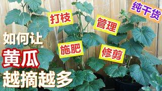 【黄瓜修剪】 如何越摘越多, 连续吃上整个夏天, 6点经验, 加拿大6月采收黄瓜, 田间管理+打枝+修剪+施肥