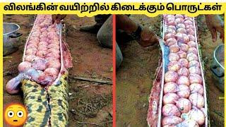 விலங்கின் வயிற்றில் கிடைத்த பொருட்கள் | 10 Unbelievable Things Found In Animals | Story Bytes Tamil